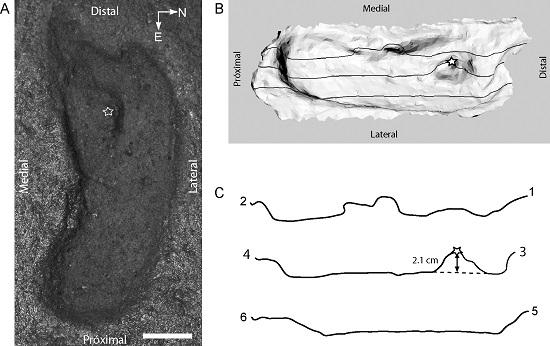 Patagonie-Chili une empreinte humaine datée de 15600 ans BP