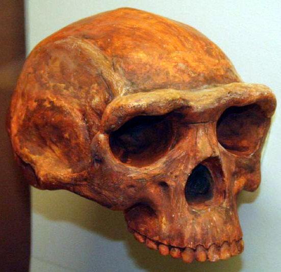 Des ancêtres de l'Homme vivaient en Chine il y a 1,7 millions d'années ?