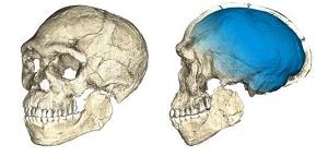 L'homme moderne : apparition entre -500 000 à -300 000 ans