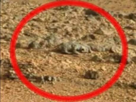 Un lézard sur Mars ? illusion, vie ou fossile ?