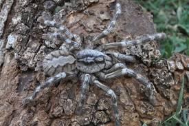 Des araignées géantes et inconnues sèment la panique en Inde