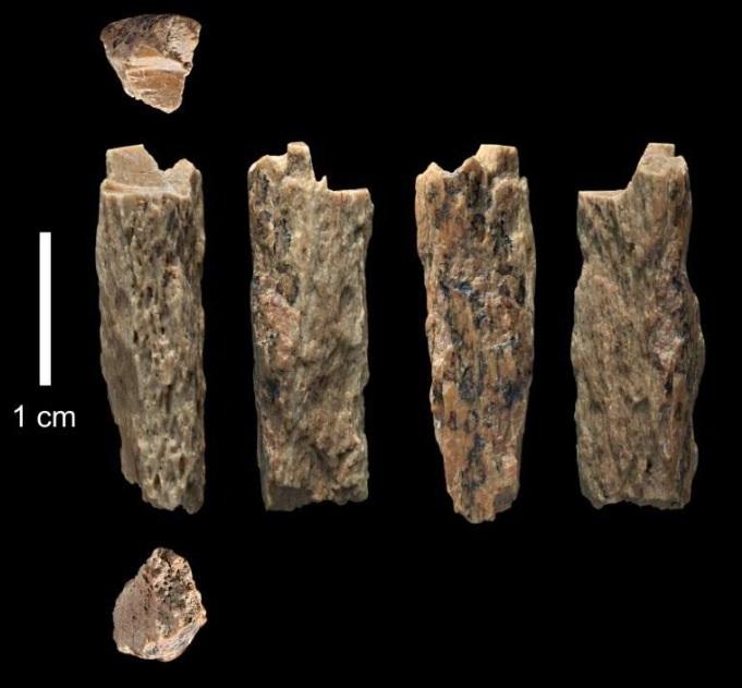 Découverte de la fille d'une Néandertalienne et un Dénisovien