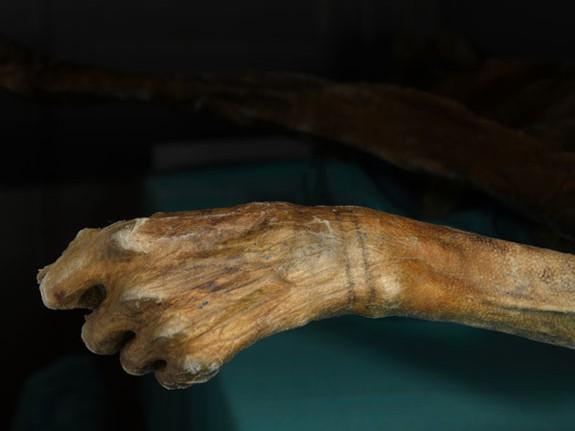 Les tatouages de Otzi révèlent la médecine à l'âge du cuivre