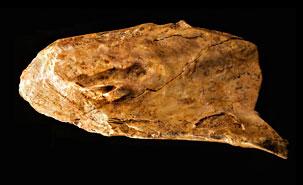 Neandertal : son intelligence proche de l'homme moderne se confirme