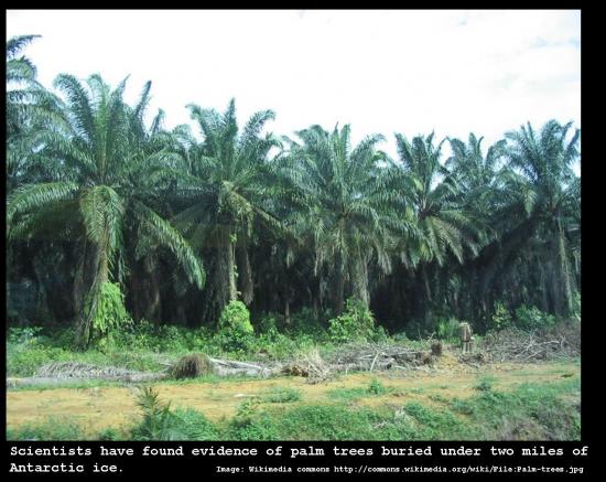 palm-trees-in-antarctica.jpg