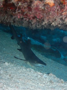 requin-caves.jpg