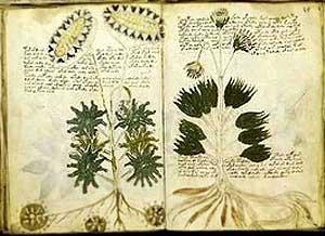 Le mystérieux manuscrit Voynich